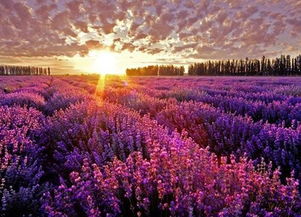 新疆伊犁 自然美景引矚目，環(huán)保挑戰(zhàn)需共擔